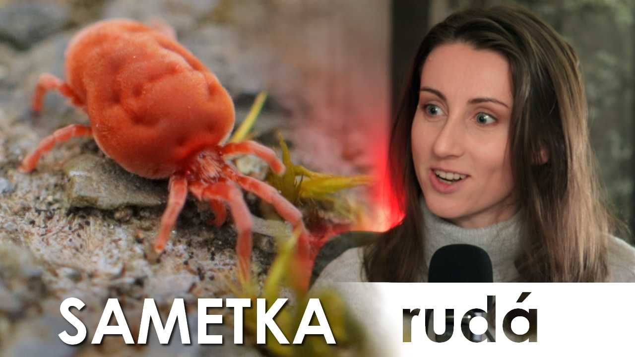 Sametka Ruda Sametka rudá: Nebezpečný parazit, nebo miloučký soused? | Stream